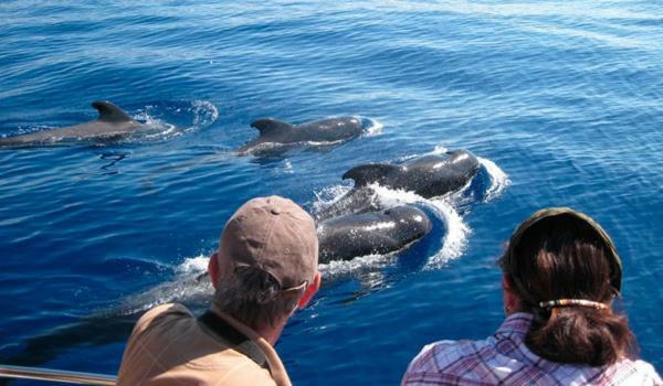 Ocean House & Perfect For You Costa Adeje  Εξωτερικό φωτογραφία